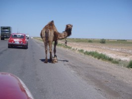 uzbekistan-roads