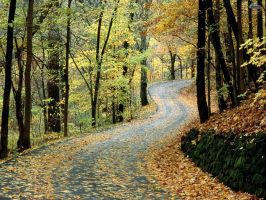 autumn_road_tree_wallpaper-normal