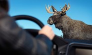 Volvo-wild-animal-detection-testing-with-moose-in-road-02-1024x640