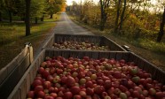 apple-truck