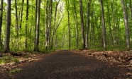 jogging trail in forest