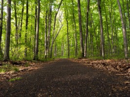 jogging trail in forest