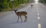 Key Deer on Highway in Florida Keys